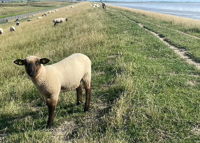 Appartement Haus Friesenliebe *